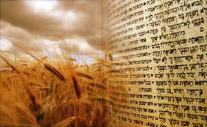 SHAVUOT - a combination of BARLEY FIELD IN STANDSFIELD SUFFOLK with BIBLE TEXT - HEBREW SCRIPT © Greengage | Panoramio.com and © boryak | iStockPhoto.com respectively